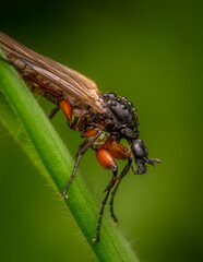 Macrophotography of a March Fly with natural green background. Extremely close-up and details.