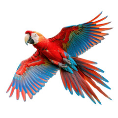 Obraz premium Macaw isolated on a transparent background