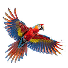 Macaw isolated on a transparent background