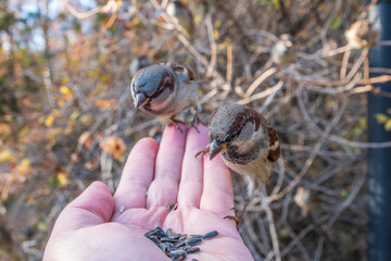 Sparrow eats seeds from a man's hand
