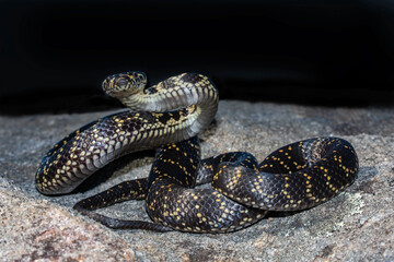Endangered Australian Broad-headed Snake from the Sydney Basin