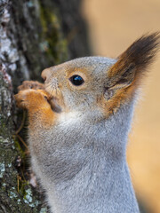 The squirrel with nut sits on a branches in the spring or summer. Portrait of the squirrel close-up