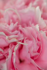 Close-up of pink carnation flower