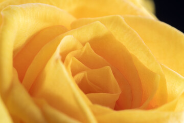 Close-up of Yellow rose 