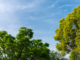 青空と新緑の樹木