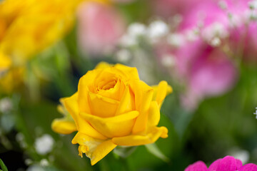 Yellow rose in a bouquet