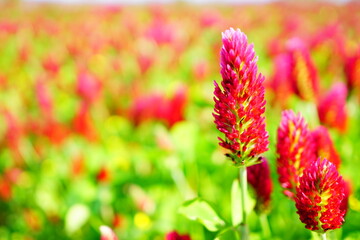 ストロベリーキャンドル