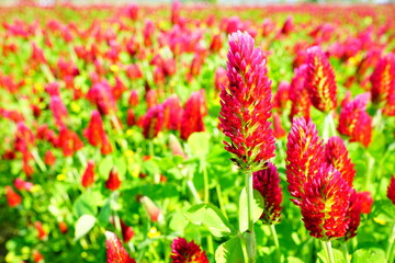 ストロベリーキャンドル