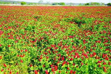 ストロベリーキャンドル