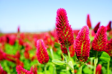 ストロベリーキャンドル