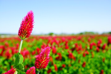 ストロベリーキャンドル