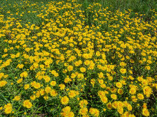 Southern Urals, blooming British yellowhead (Pentanema britannica) in a meadow.