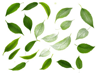 Green Floating Leaves Flying Leaves Green Leaf Dancing isolated on transparent background. Flying whirl green leaves in the air, Healthy products by organic natural ingredients concept