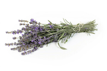 A fresh bunch of lavender with purple flowers and a calming aroma