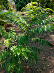 Closeup view of curry leaves, tree plant. Grown in the herb garden. Shallow depth of field. It's pretty green nature background.
