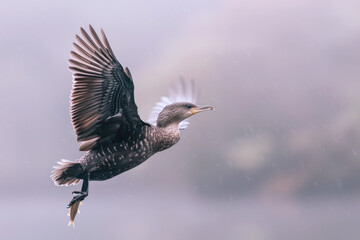 A brown bird is hunting prey for food, wildlife ecosystem conservation