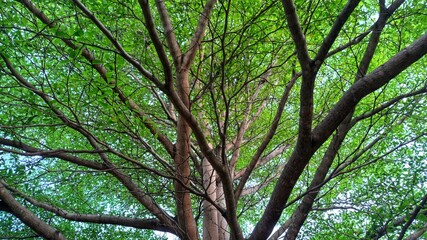 Fototapeta premium trees in the forest