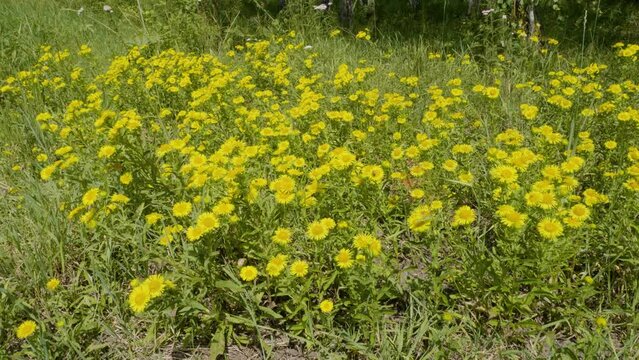 Southern Urals, blooming British yellowhead (Pentanema britannica) in a meadow.