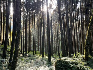 forest in the morning