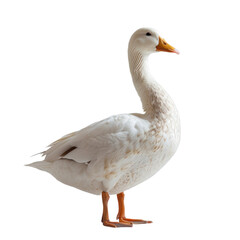 White Swan isolated on a transparent background