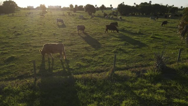 Low aerial showcasing beautiful sunny Florida cattle