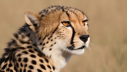 Naklejka na ściany i meble A Cheetah With Its Whiskers Twitching Sensing Dan