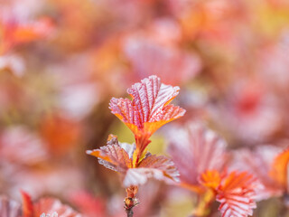 Branches of bushes with young dark red and orange leaves.