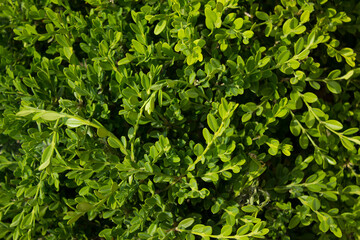 Obraz premium Close up of buxus microphylla.
