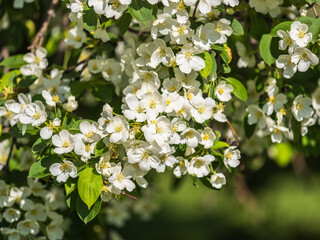 White blossoming apple trees in the sunset light. Spring season, spring colors.