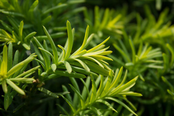 Taxus baccata close up. Green branches of   tree(Taxus baccata, English yew, European yew).