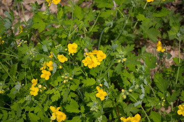  It is an evening primrose blooming in the grass.