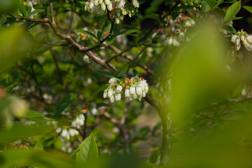 White flowers on blueberry stem