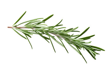 Dancing Elegance: A Sprig of Rosemary on White or PNG Transparent Background.
