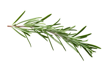 Fototapeta premium Dancing Elegance: A Sprig of Rosemary on White or PNG Transparent Background.