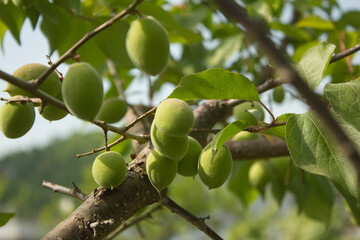 Fototapeta premium Plums hanging on branches on a farm.
