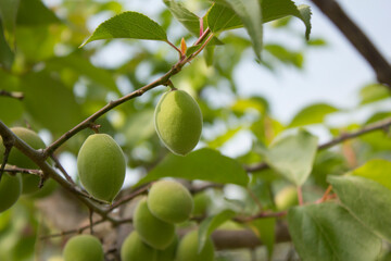 This is a bonfire at the campsite.