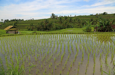 Fototapeta na wymiar Sky reflection - Jatiluwih Rice terraces, Bali, Indonesia