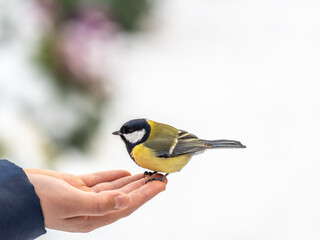 A tit sits on a man's hand and eats seeds.