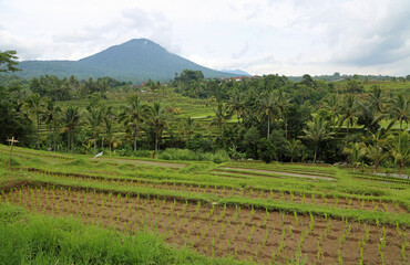 Fototapeta na wymiar Bali - Jatiluwih Rice terraces, Bali, Indonesia