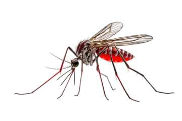 The Stealthy Intruder on White or PNG Transparent Background.