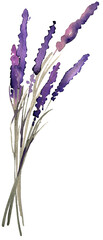 Watercolor hand painted wildflower PNG transparent design element