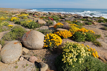 Colorful spring blooming coastal wildflowers, Namaqualand, Northern Cape, South Africa.