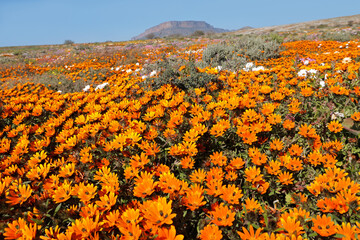 Colorful blooming Namaqualand daisies (Dimorphotheca sinuata), Northern Cape, South Africa.