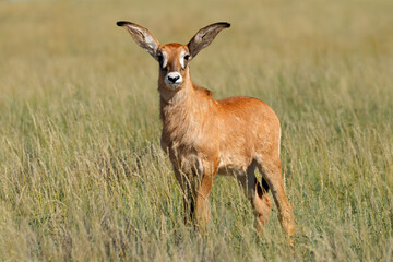 A small roan antelope (Hippotragus equinus) calf in open grassland, Mokala National Park, South...