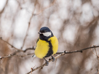 Cute bird Great tit, songbird sitting on the fir branch with snow in winter