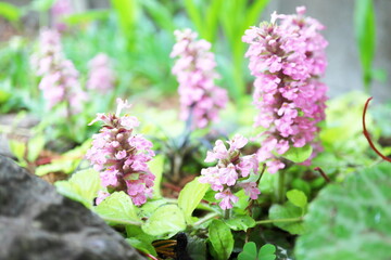 アジュガ ゴールドライムのピンクの花