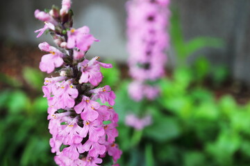 アジュガ ロゼアのピンクの花