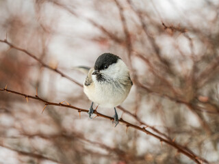 Cute bird the willow tit, song bird sitting on a branch without leaves in the winter.