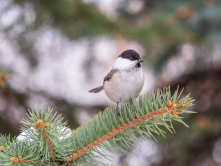 Cute bird the willow tit, song bird sitting on the fir branch