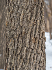 Fototapeta premium Texture of the bark of old maple tree